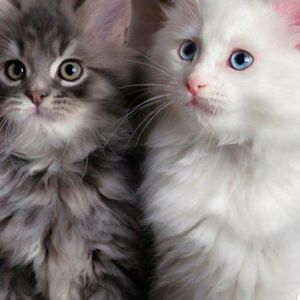 Meet your Posher, Marlene